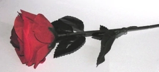 Dárková krabička samet - růže velká